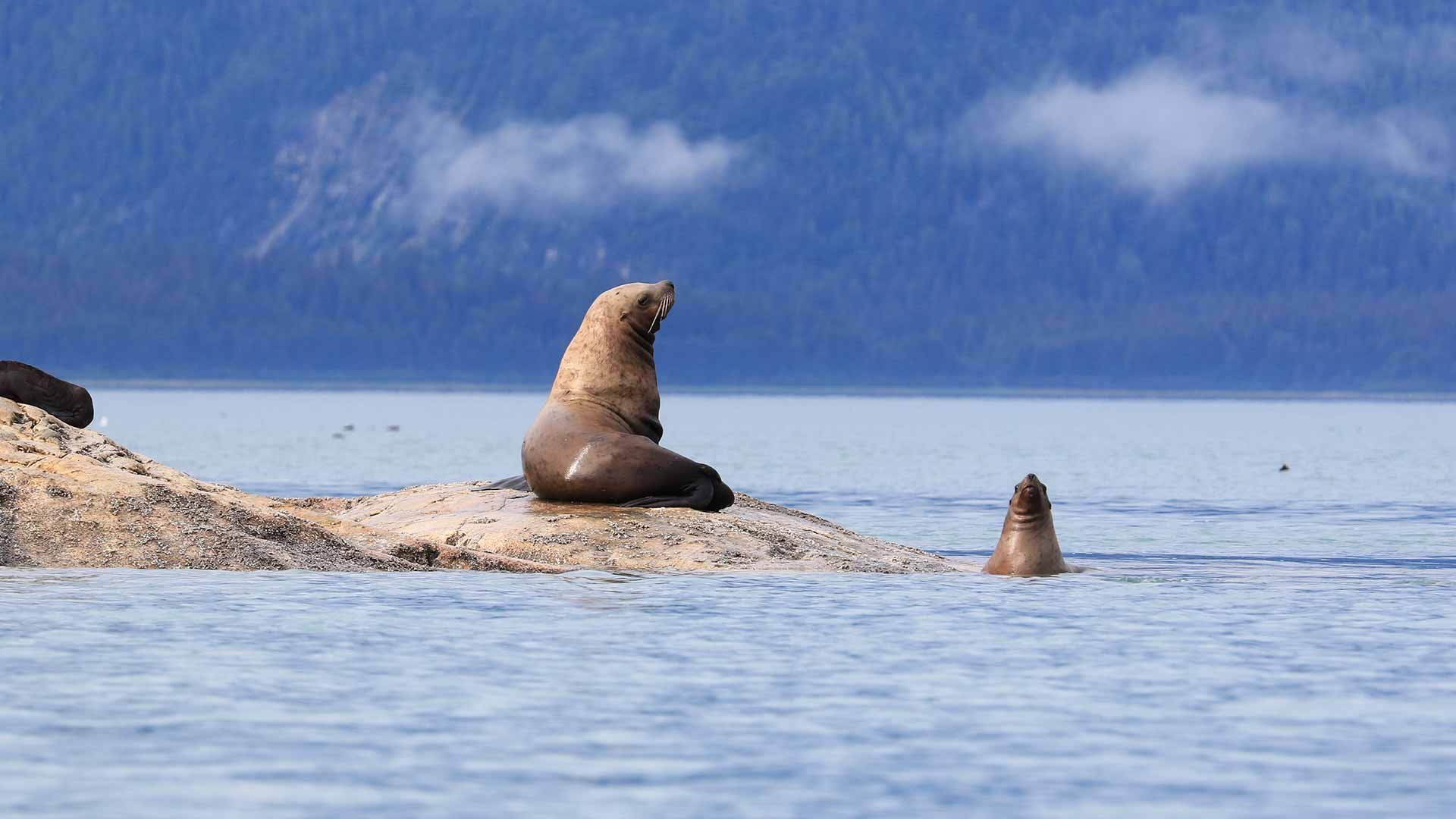 Two seals sea action wildlife